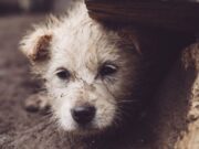 En Funza invitan a denunciar y actuar frente al maltrato animal