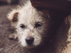 En Funza invitan a denunciar y actuar frente al maltrato animal