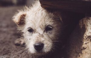 En Funza invitan a denunciar y actuar frente al maltrato animal