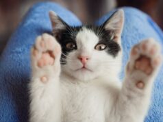 En Tocancipá abrirán inscripciones para jornada de esterilización