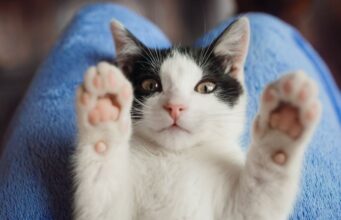 En Tocancipá abrirán inscripciones para jornada de esterilización