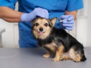 Fusagasugá invita a vacunar mascotas en dos jornadas gratuitas