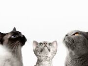 Jornada de esterilización canina y felina en Sibaté