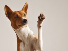 Jornada de vacunación antirrábica en Cajicá