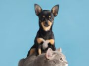 Jornadas de vacunación en Mosquera