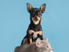 Jornadas de vacunación en Mosquera