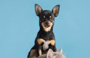 Jornadas de vacunación en Mosquera