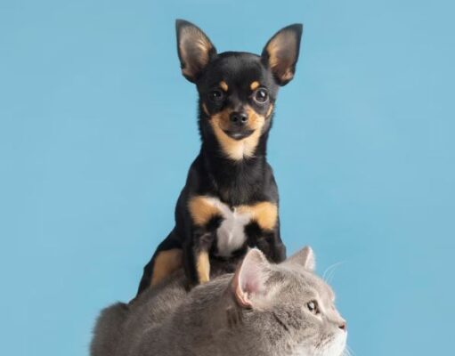 Jornadas de vacunación en Mosquera