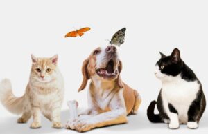 Jornadas gratuitas este 20 y 21 de marzo