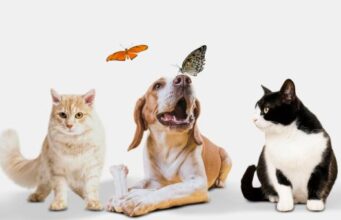 Jornadas gratuitas este 20 y 21 de marzo