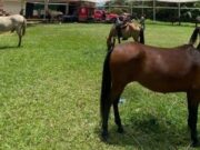 Jornadas veterinarias benefician comunidades en Cundinamarca