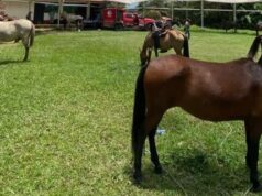 Jornadas veterinarias benefician comunidades en Cundinamarca