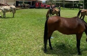 Jornadas veterinarias benefician comunidades en Cundinamarca
