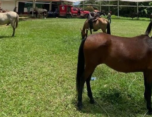 Jornadas veterinarias benefician comunidades en Cundinamarca