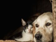 Madrid realizará jornadas gratuitas de vacunación antirrábica