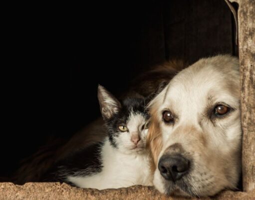 Madrid realizará jornadas gratuitas de vacunación antirrábica