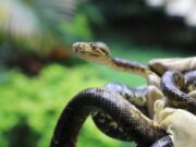 Más de 200 animales regresan a su hábitat