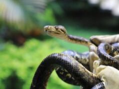 Más de 200 animales regresan a su hábitat