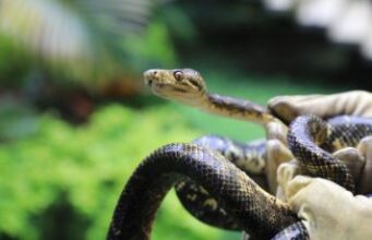 Más de 200 animales regresan a su hábitat