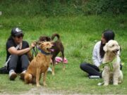 Más de 350 animales atendidos en jornadas