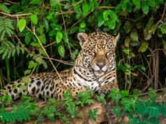 Jaguar en su regreso a la vida silvestre