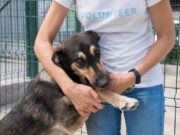 Mosquera impulsa adopción y cuidado animal