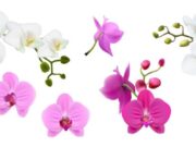 Orquídeas y tradición: Fusagasugá invita a gran exposición floral