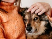 Perros y gatos buscan hogar