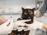 Sopó invita a proteger a perros y gatos con jornada de vacunación