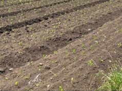 Sesquilé frena cultivo ilegal de papa