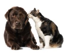 Vacunación para perros y gatos esta semana en Madrid