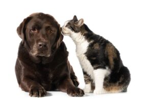 Vacunación para perros y gatos esta semana en Madrid