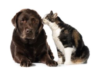 Vacunación para perros y gatos esta semana en Madrid