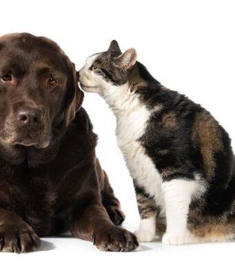 Vacunación para perros y gatos esta semana en Madrid