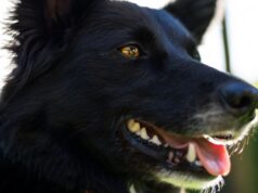 Zipaquirá realizará jornada de registro para caninos de manejo especial