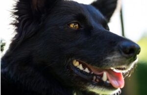 Zipaquirá realizará jornada de registro para caninos de manejo especial