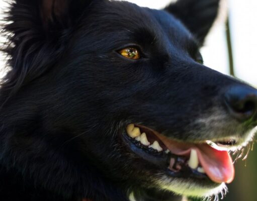 Zipaquirá realizará jornada de registro para caninos de manejo especial