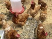 Chía impulsa seguridad alimentaria rural