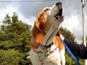 Chía integra turismo y cuidado de mascotas