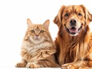 Fusagasugá refuerza vacunación de mascotas
