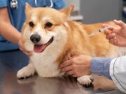 Jornada de vacunación canina y felina en Madrid