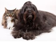 Jornadas para perros y gatos esta semana