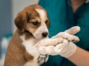 Sibaté ofrece atención veterinaria a bajo costo