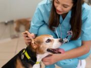 Sopó activa agenda para mascotas en abril