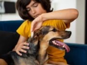 Sopó invita a jornadas para mascotas