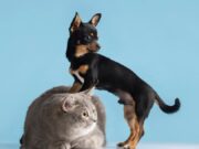 Vacunación casa a casa protegerá mascotas en Madrid