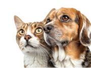 Vacunación y bienestar animal este 7 de mayo