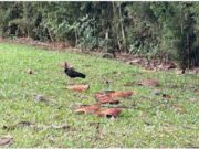 Aves migratorias comienzan a colonizar zonas urbanas en Cundinamarca
