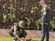 Cajicá celebró el Día Mundial del Árbol con siembra masiva