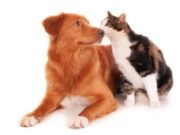 Convocatoria para integrar la Junta Defensora de Animales llegará próximamente en Madrid